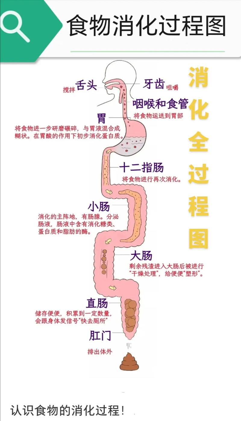 食物在人体内的消化过程