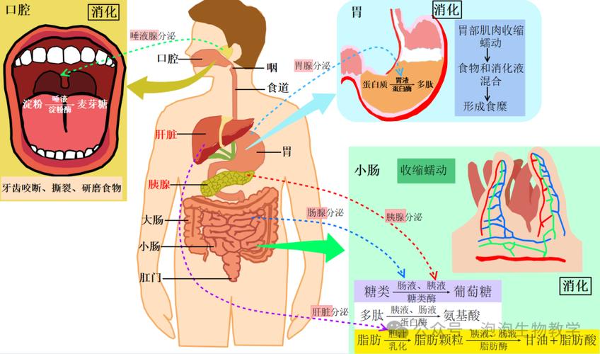 食物在人体内的消化过程