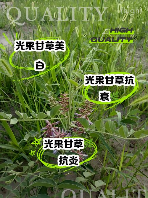 光果甘草如何改善皮肤问题?