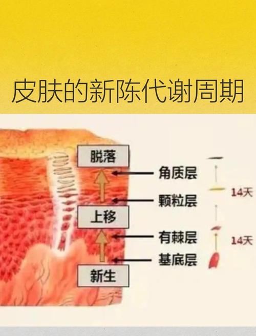 皮肤新陈代谢周期是多久?