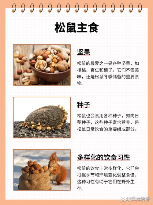 40天的松鼠吃什么食物