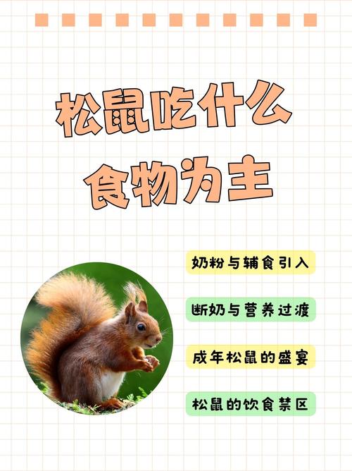 40天的松鼠吃什么食物