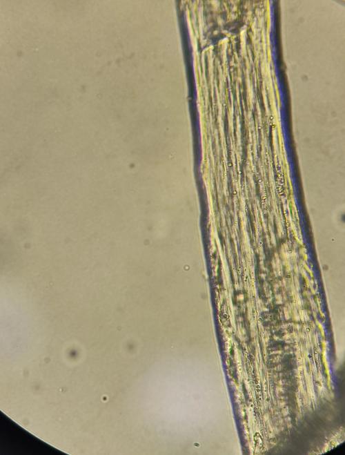 兔子皮肤病如何处理?