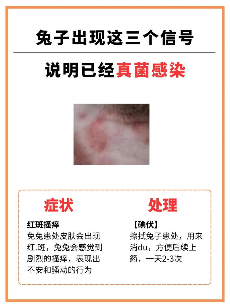 兔子皮肤病如何处理?