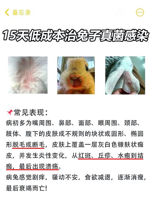 兔子皮肤病如何处理?
