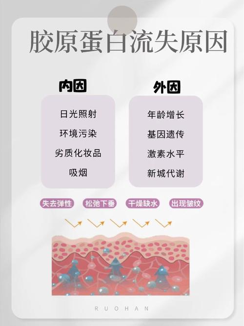 胶原蛋白究竟在皮肤哪一层?