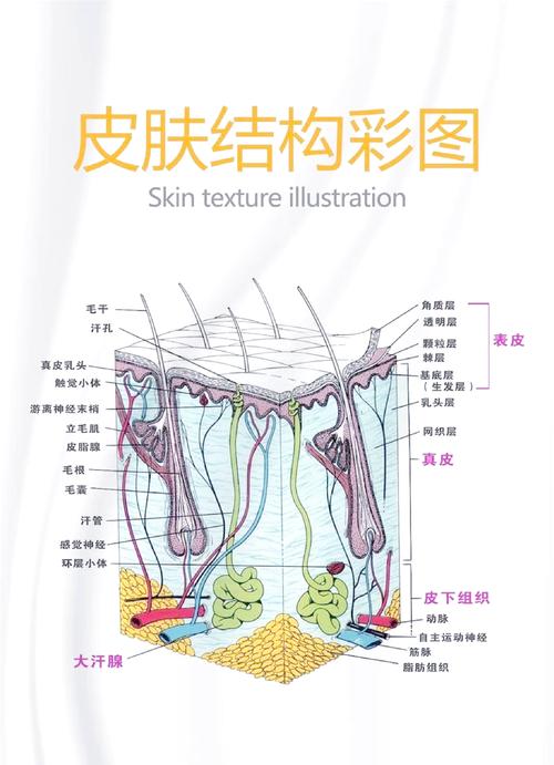 人体皮肤究竟属于哪种组织?