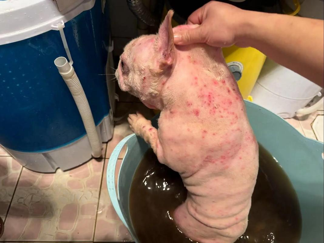 小狗皮肤病到底能不能洗澡?