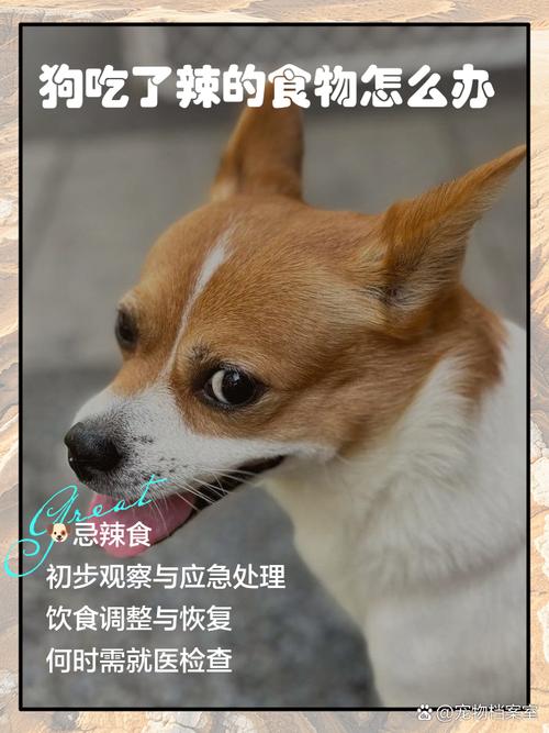 狗吃辣的会怎样?肠胃能受得了吗?