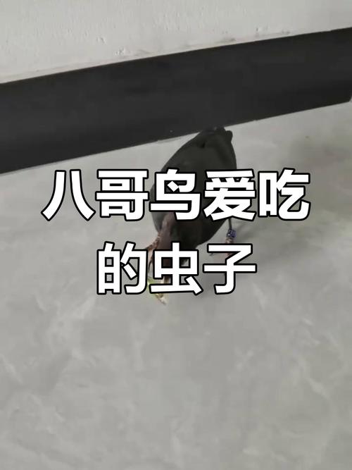 八哥鸟最爱吃什么食物?