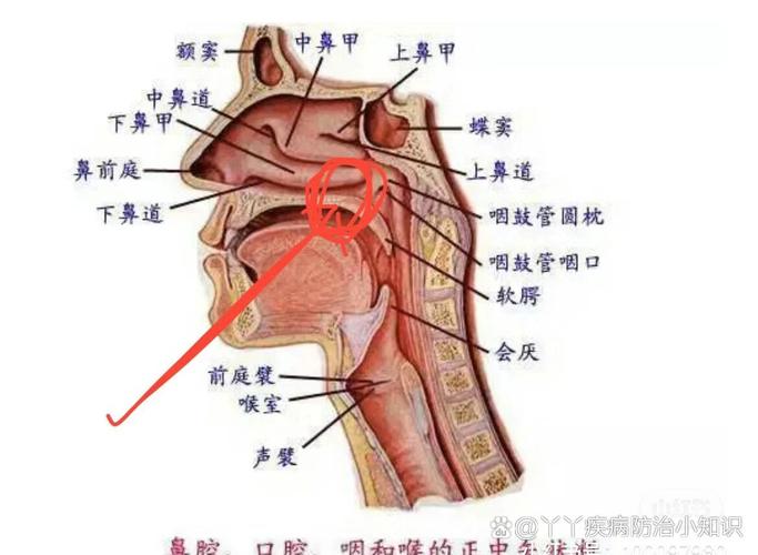 鼻子口腔干燥,是身体缺水还是疾病信号?