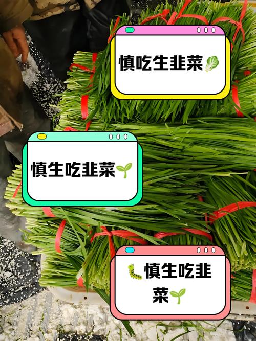 韭菜是否属于刺激性食物?