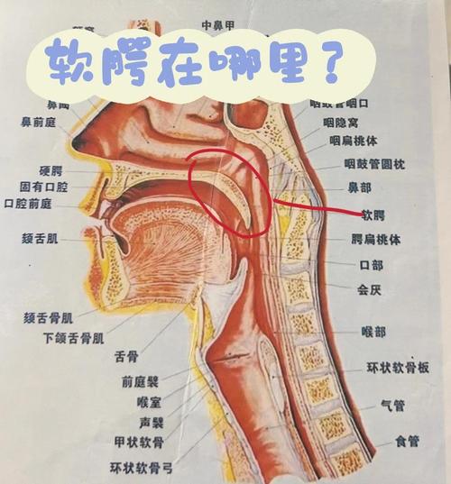 正常的口腔到喉咙图片有哪些健康特征?