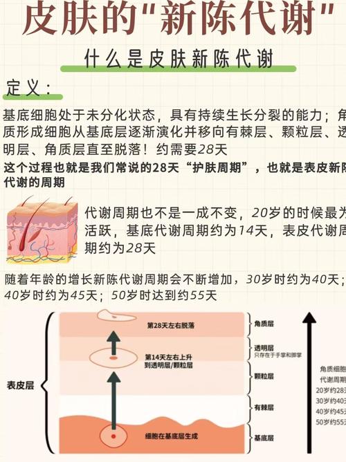 皮肤新陈代谢快，脸上会有哪些表现？