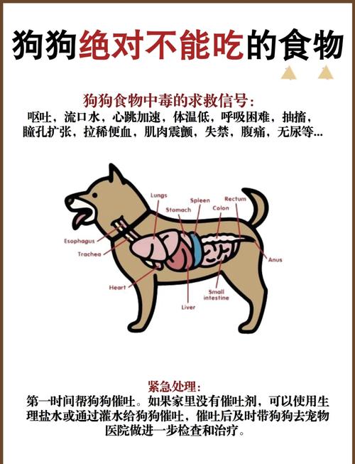 狗狗吃油炸食物会怎样?