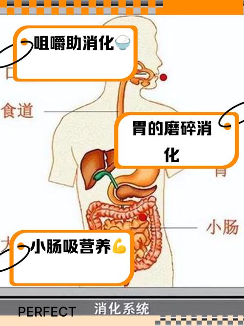 食物消化全程需多久？