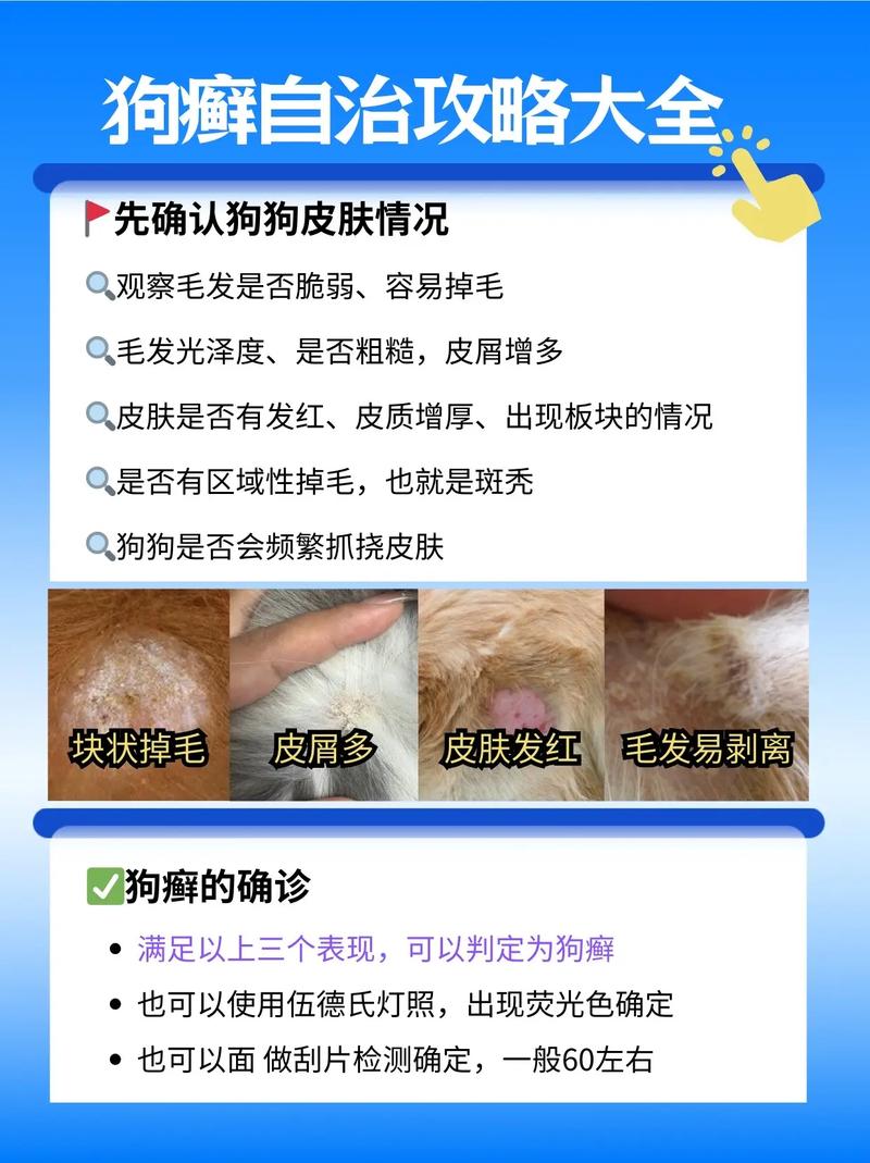阿拉斯加皮肤病怎么治？有哪些有效方法？