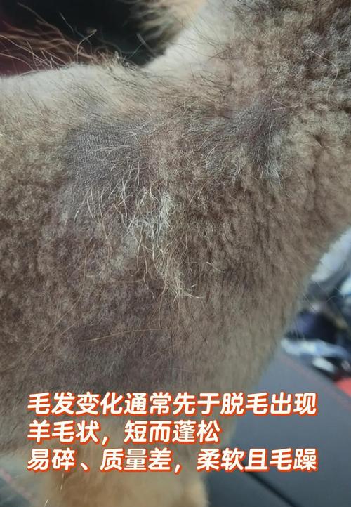 阿拉斯加皮肤病怎么治?有哪些有效方法?