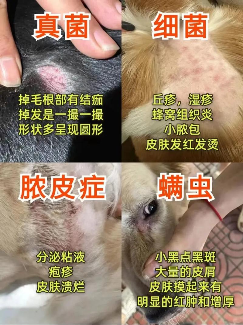 阿拉斯加皮肤病怎么治?有哪些有效方法?