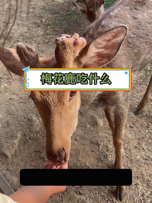 梅花鹿到底爱吃什么食物?