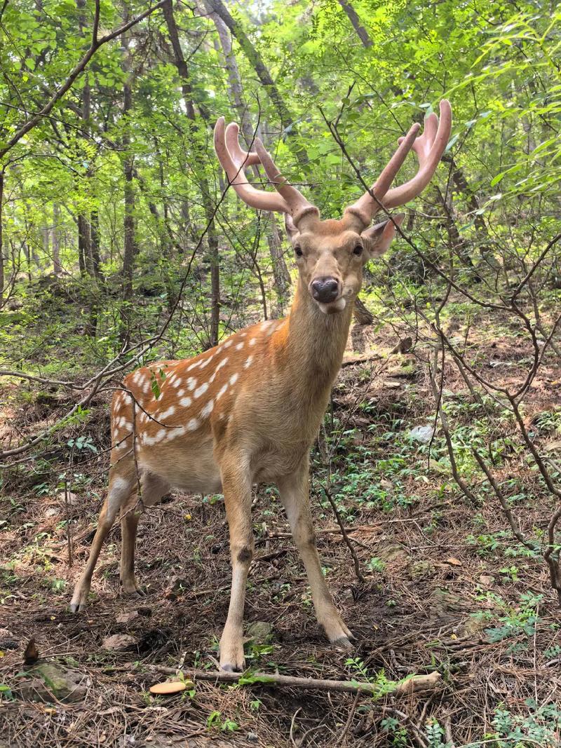 梅花鹿到底爱吃什么食物?