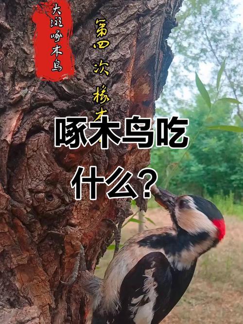 啄木鸟最爱吃什么食物？