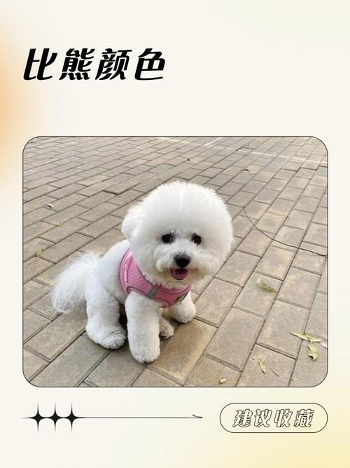 比熊皮肤颜色有哪些？