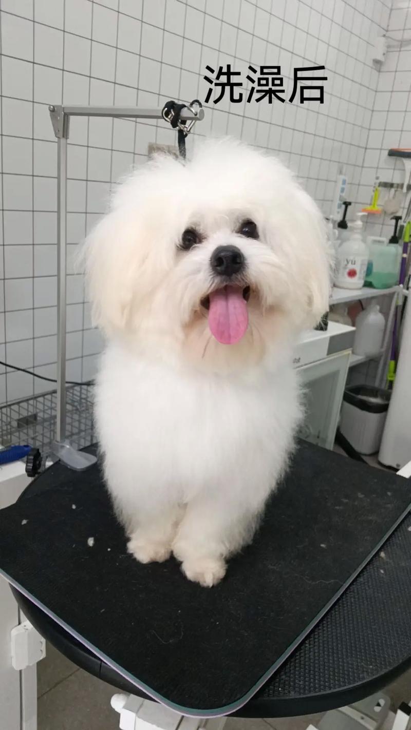 比熊皮肤颜色有哪些?