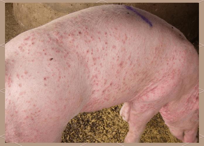 猪皮肤症状图大全，这些异常预示什么病？