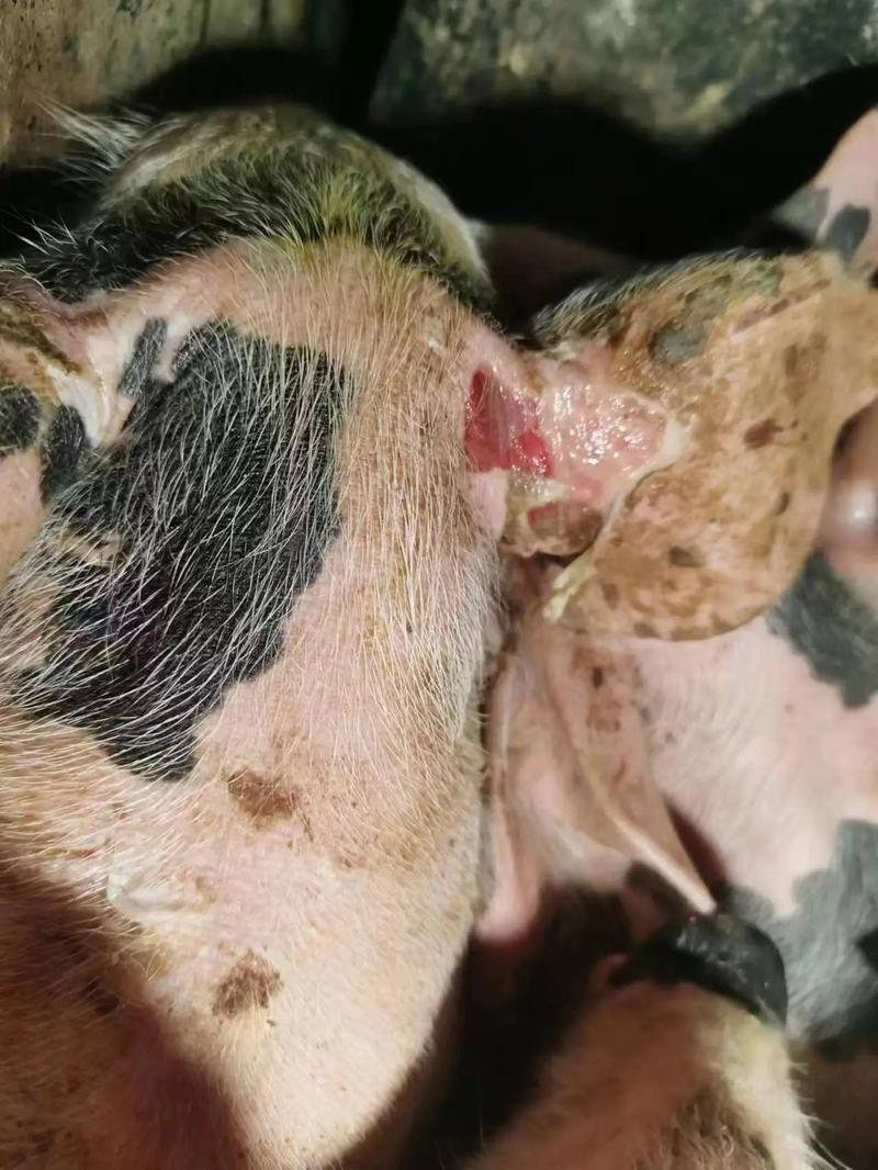 猪皮肤症状图大全,这些异常预示什么病?