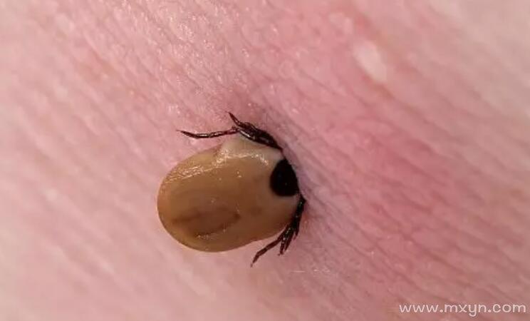 孕妇梦见虫子钻进皮肤是何征兆？