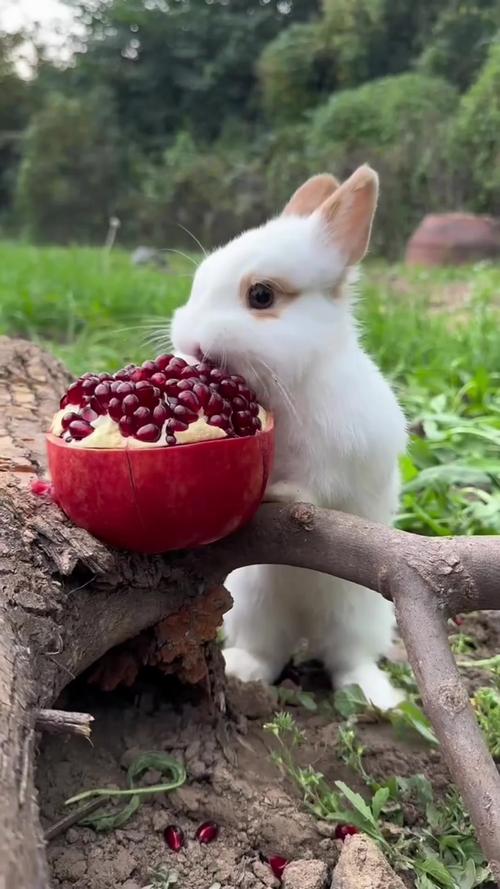 小白兔最爱吃什么食物?