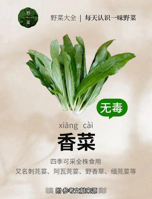 皮肤过敏能吃香菜吗？