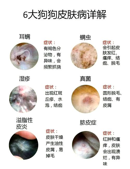 狗皮肤溃烂是怎么回事