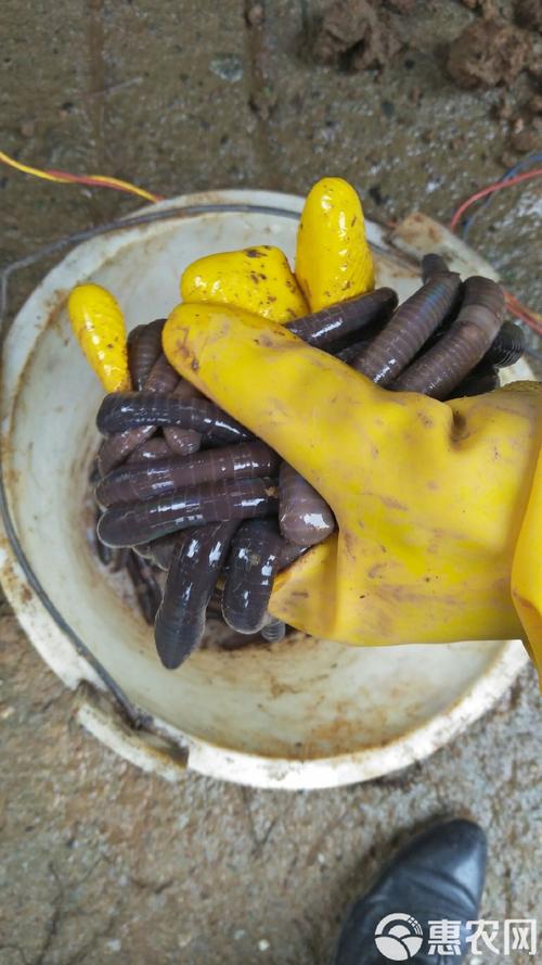 蚯蚓究竟以何为食?