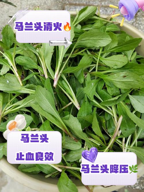 马兰头与哪些食物同食会引发不适?