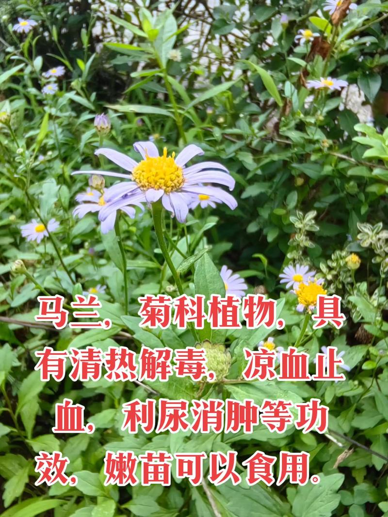 马兰头与哪些食物同食会引发不适?