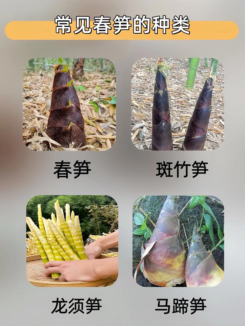 皮肤过敏能吃竹笋吗?