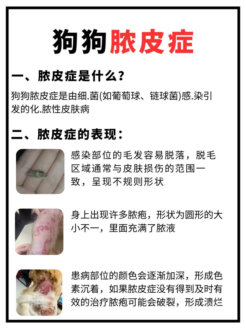 狗狗皮肤化脓了,怎么办?