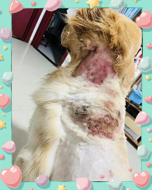 狗狗皮肤化脓了,怎么办?