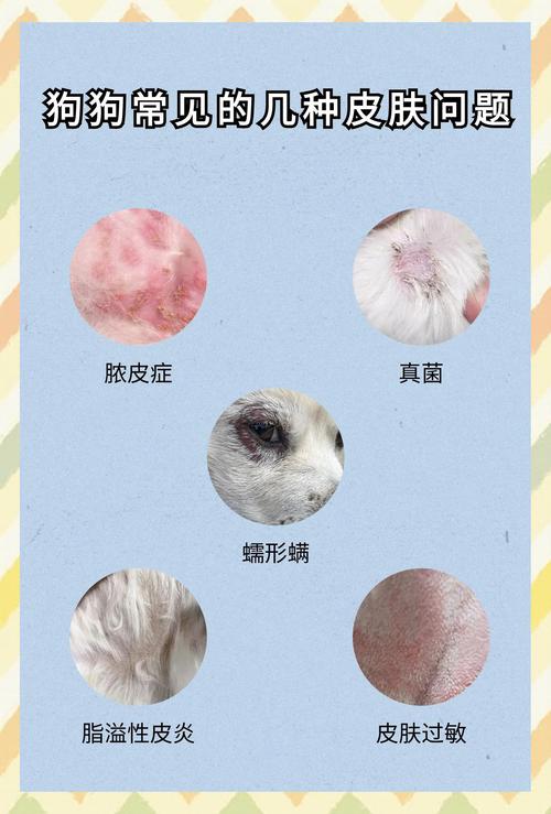 狗狗皮肤病会传染给人吗?