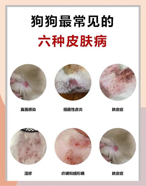 狗狗全身皮肤病怎么办?