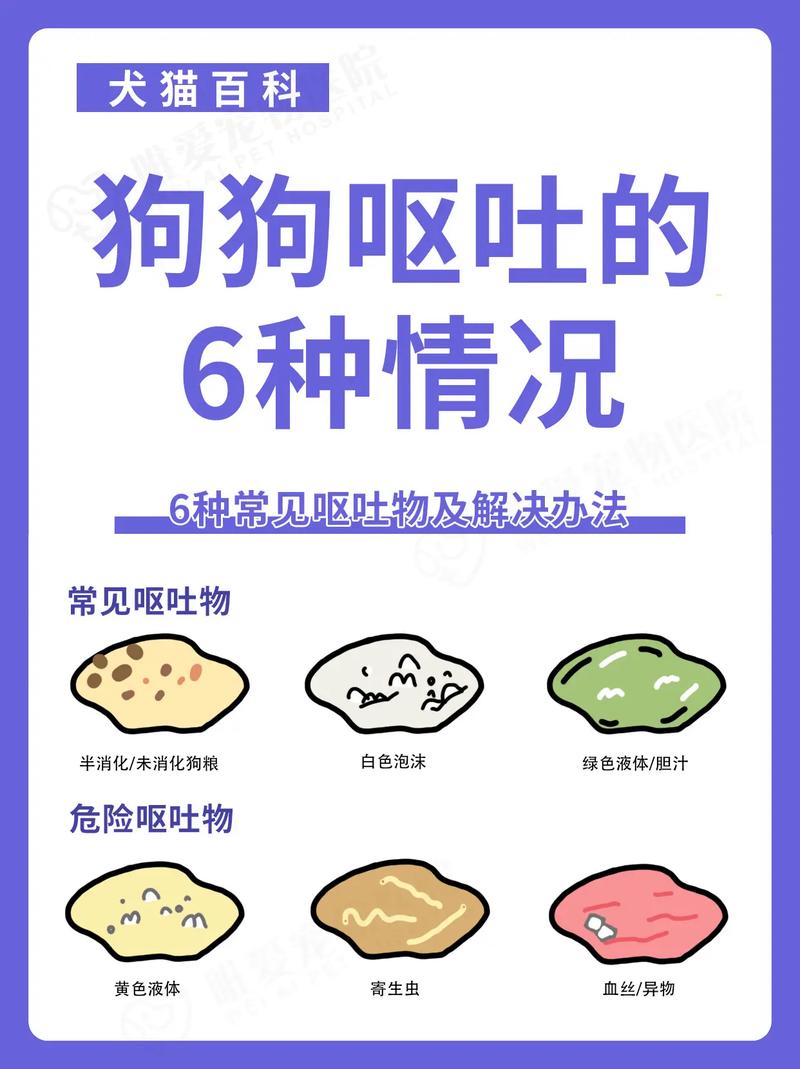 狗狗半夜吐食物,是生病还是吃多了?