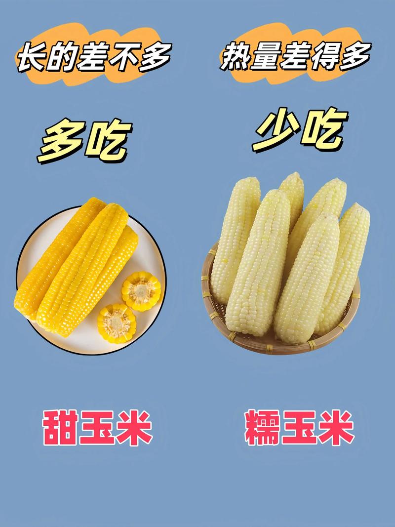玉米到底是淀粉类食物吗?