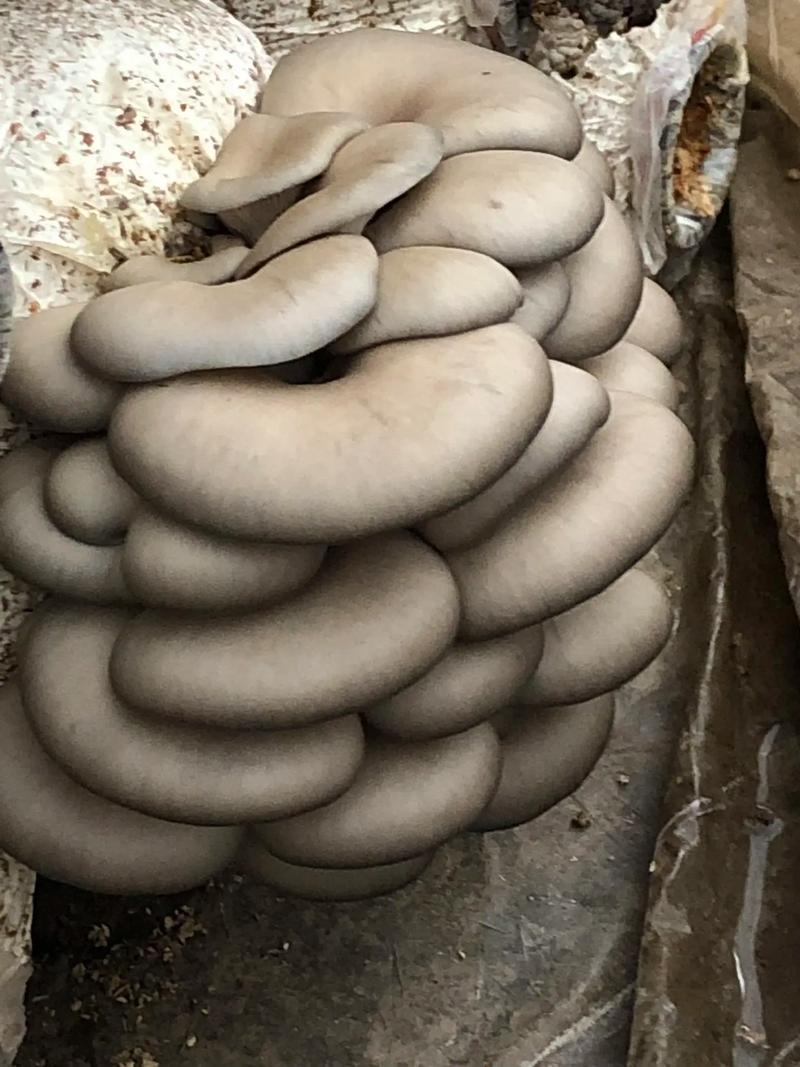 野磨菇和哪种食物反象