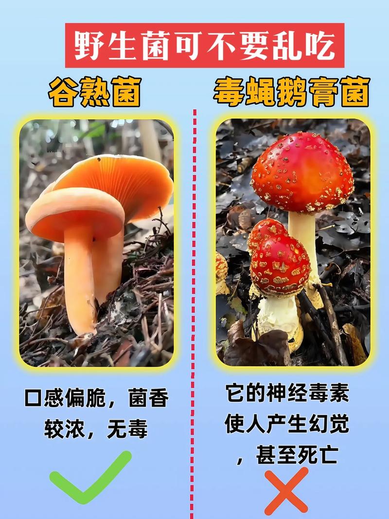野磨菇和哪种食物反象
