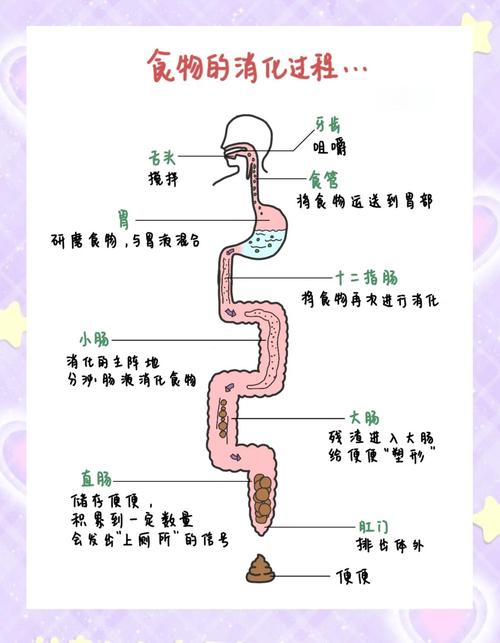 食物如何一步步变成大便?